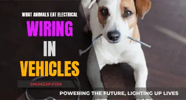 Animals That Chew Through Electrical Wiring in Vehicles