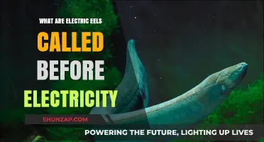 Electric Eels: What Was Their Name Before Electricity?