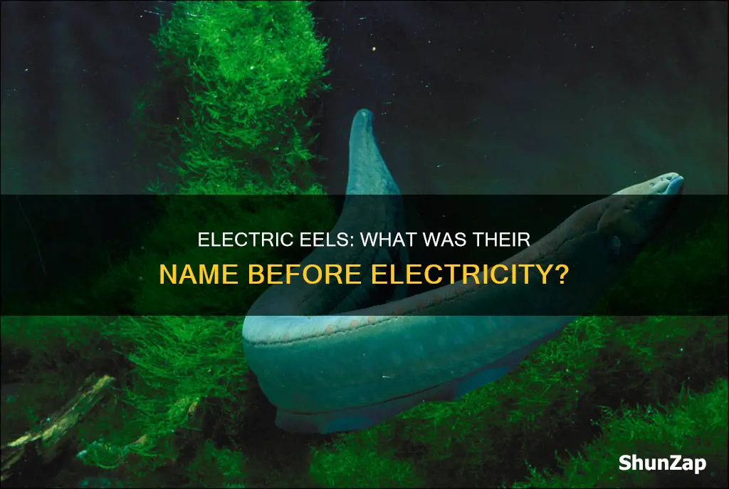 what are electric eels called before electricity