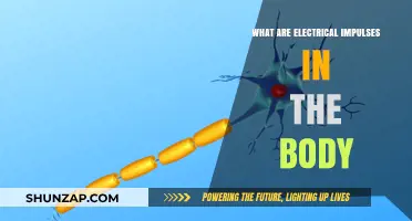 Electrical Impulses: Powering the Human Body
