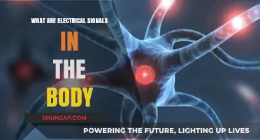 Electrical Signals: Body's Communication System
