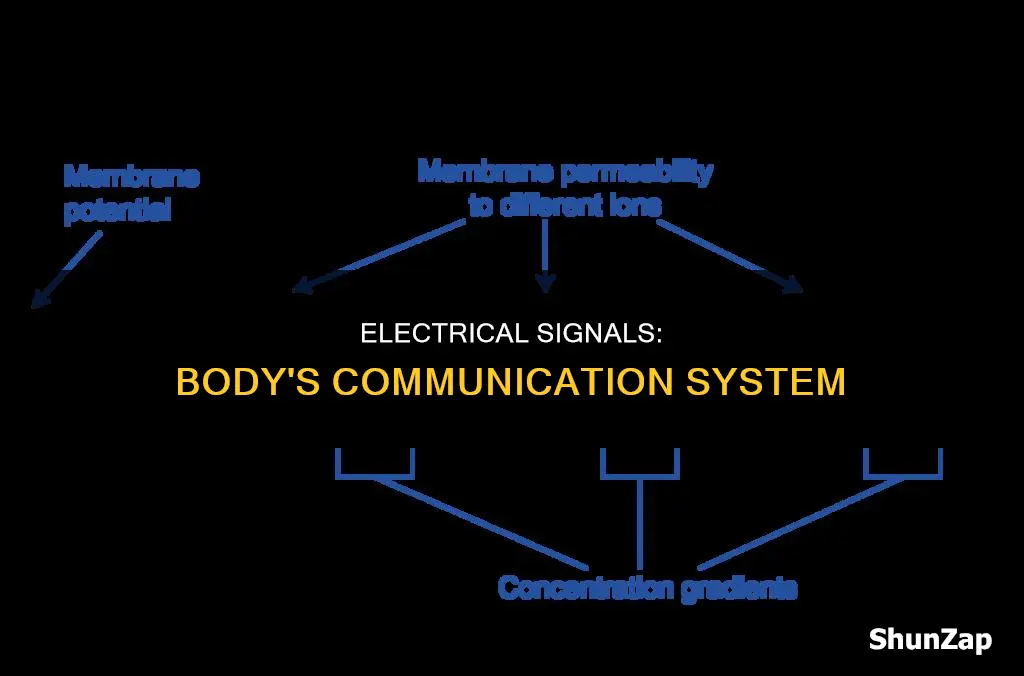 what are electrical signals in the body