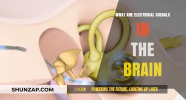 Electrical Brain Signals: Unlocking the Mind's Power