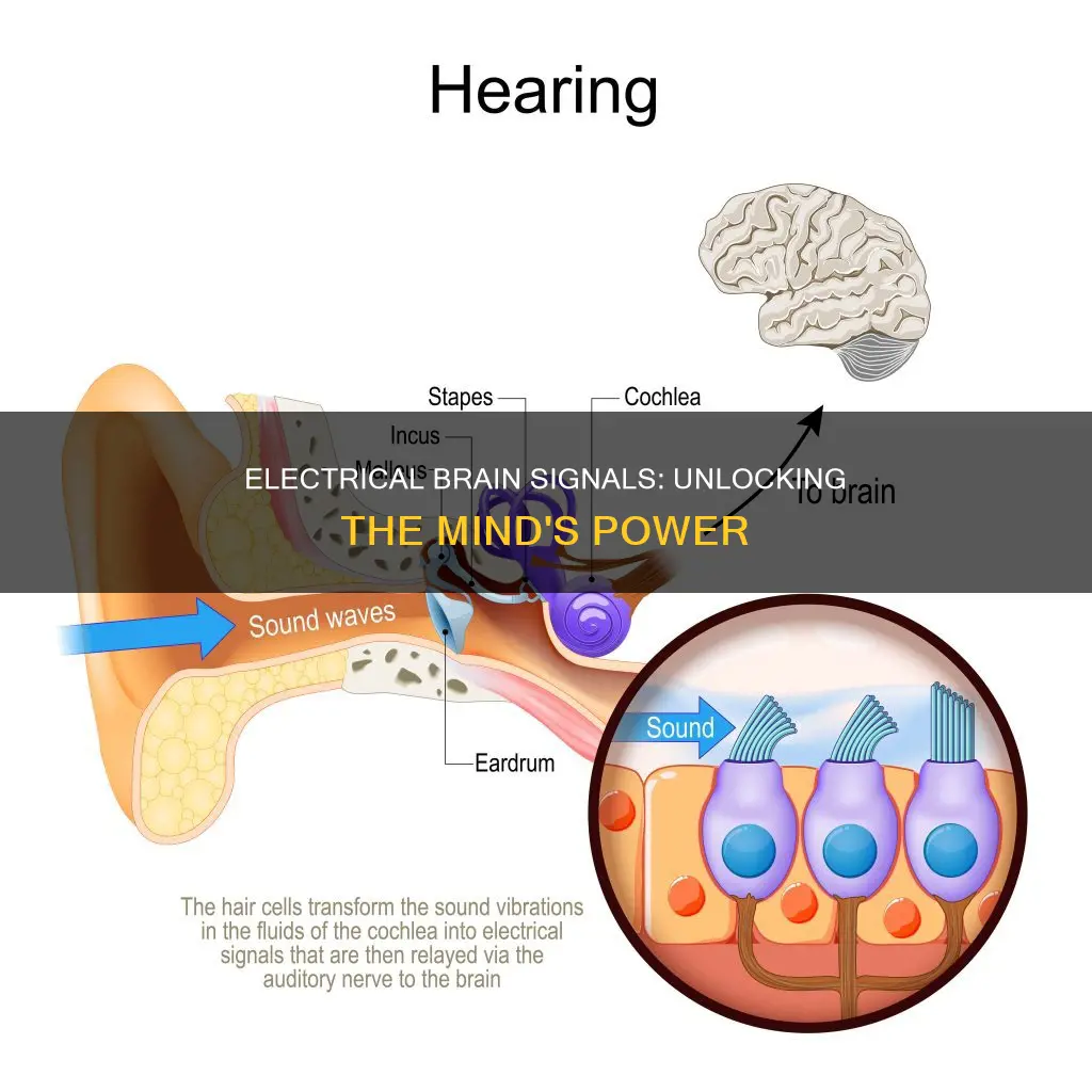 what are electrical signals in the brain