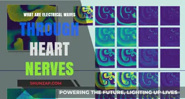 Electrical Waves: Heart Nerves and Signals