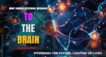 How Electrical Messages Reach the Brain