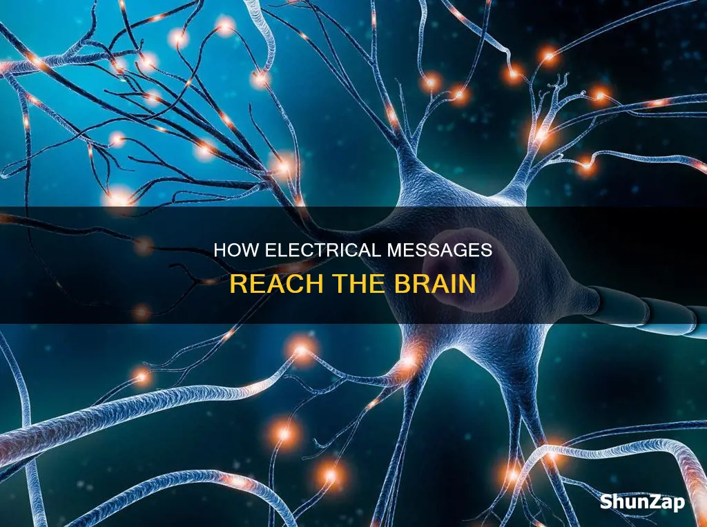 what carries electrical messages to the brain