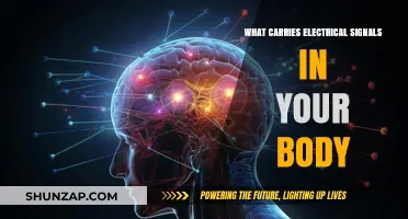 How Electrical Signals Travel Through Your Body