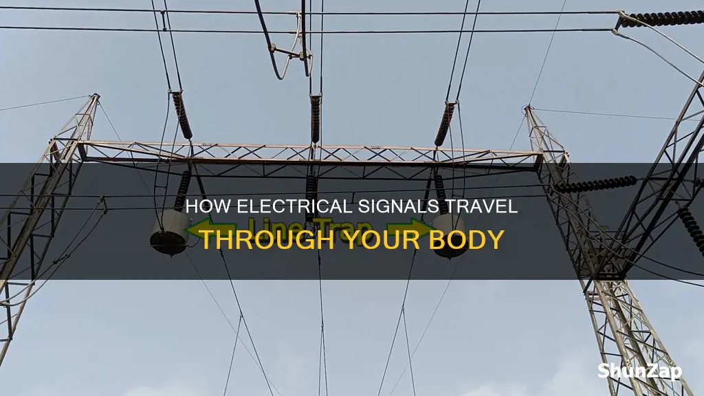 what carries electrical signals in your body