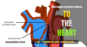 How Electrical Signals Reach the Heart