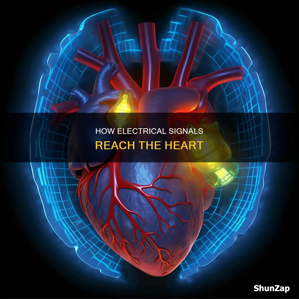 what carries electrical stimulus to the heart