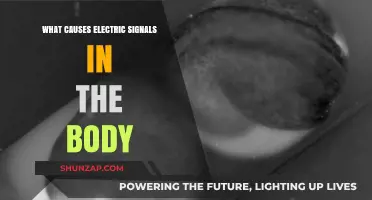 How Electric Signals Power the Human Body