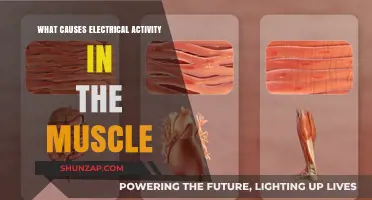 Electrical Muscle Activity: Unlocking the Body's Power Source