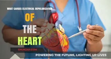 The Heart's Electrical Depolarization: What Triggers It?