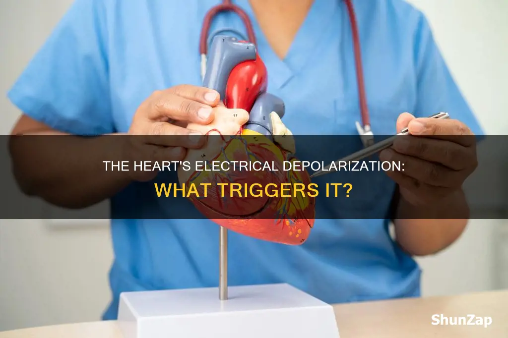 what causes electrical depolarization of the heart