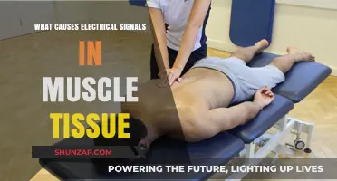 How Electrical Signals Power Muscles