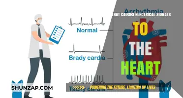 How Electrical Signals Power the Heart