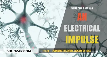 How Electrical Impulses Power Cells