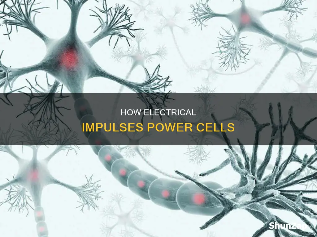 what cell does has an electrical impulse