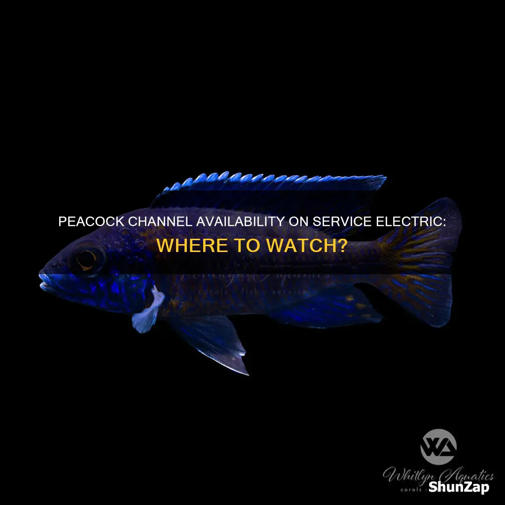 what channel is peacock on service electric