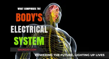The Body's Electric System: Understanding Its Complex Components