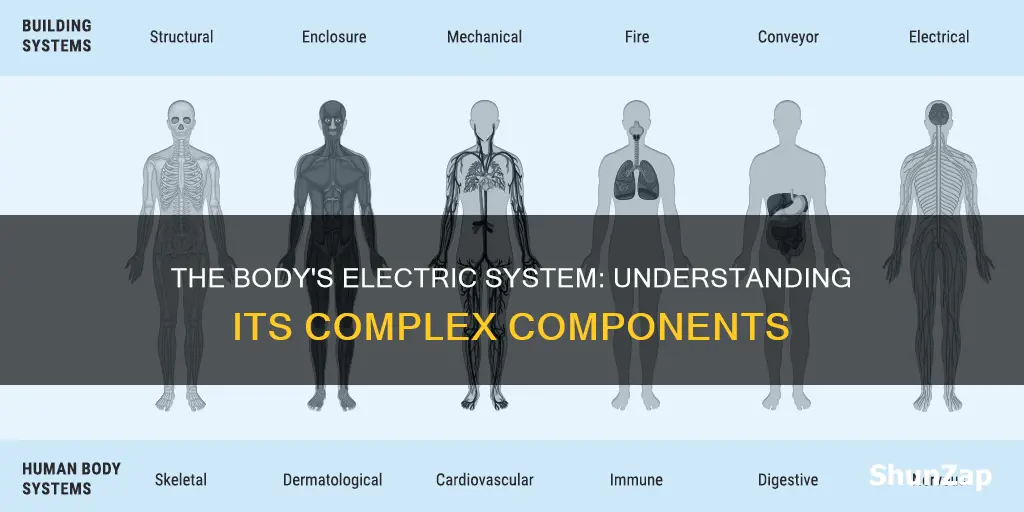 what comprises the body