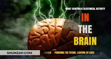 How the Brain's Electrical Activity is Controlled