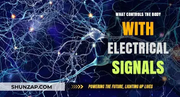 How Electrical Signals Control Your Body