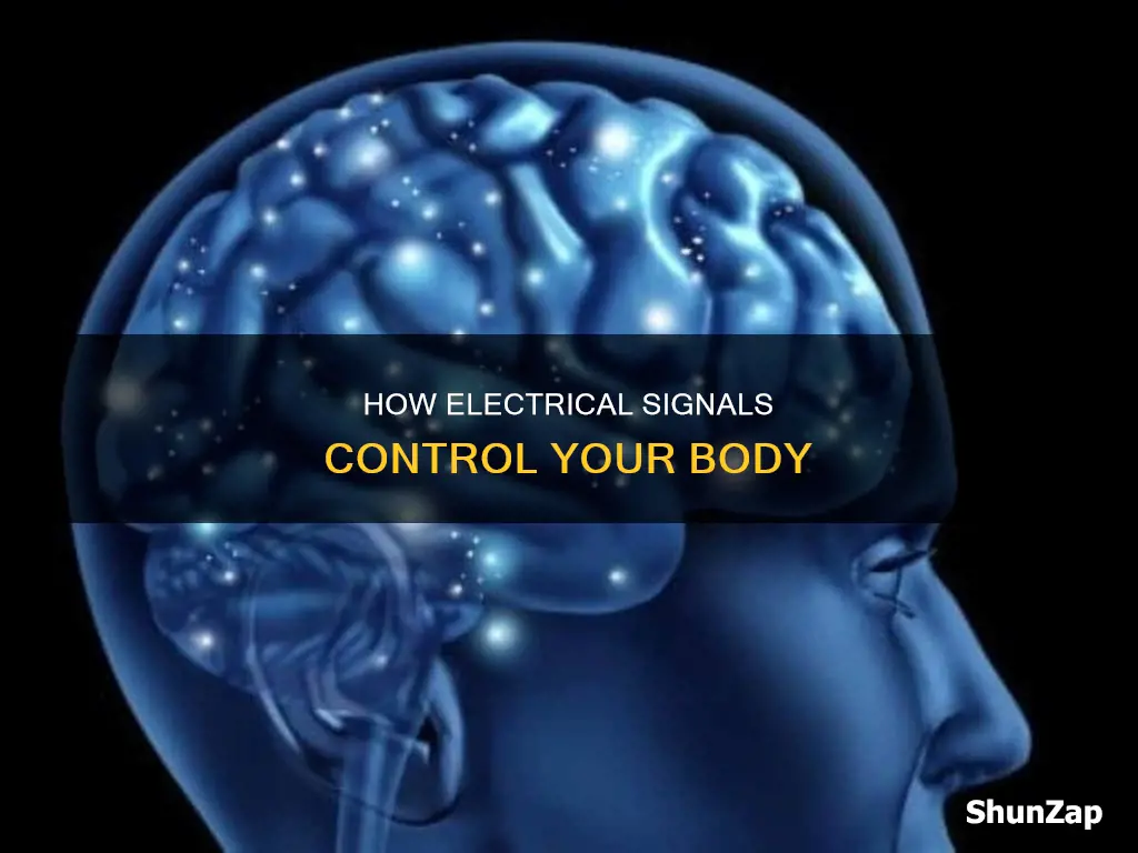 what controls the body with electrical signals