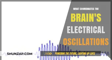 Electrical Brain Waves: How Are They Synchronized?