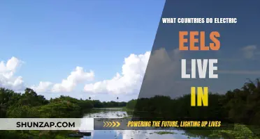 Electric Eels: Where Do They Live?
