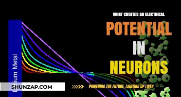 How Electrical Potential Powers Neurons