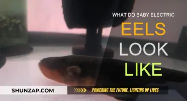 Electric Eels: Baby Appearance and Development
