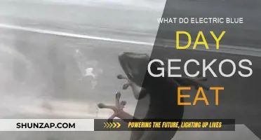 Electric Blue Day Geckos: Their Diet Explored
