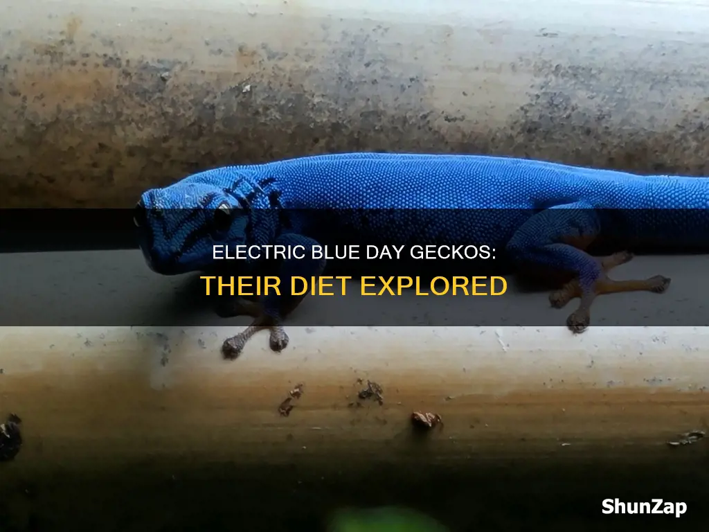 what do electric blue day geckos eat