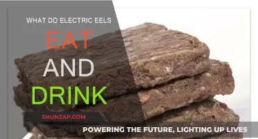 Electric Eels' Diet and Drinking Habits Explored