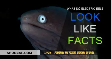 Electric Eels: Shocking Facts About Their Appearance