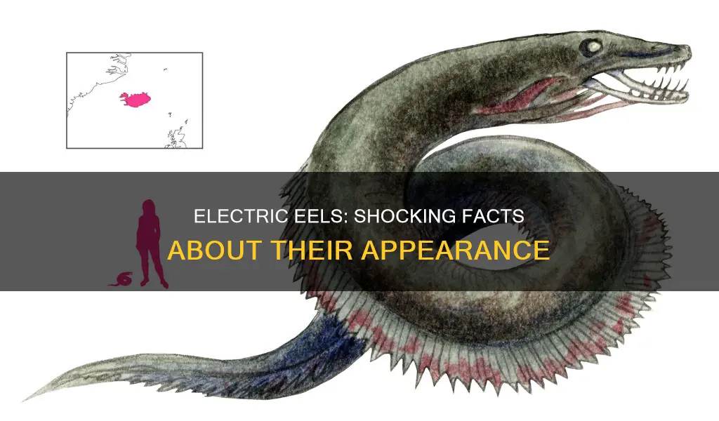 what do electric eels look like facts