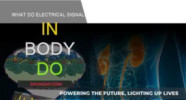 Electrical Signals: Body's Communication Superhighway