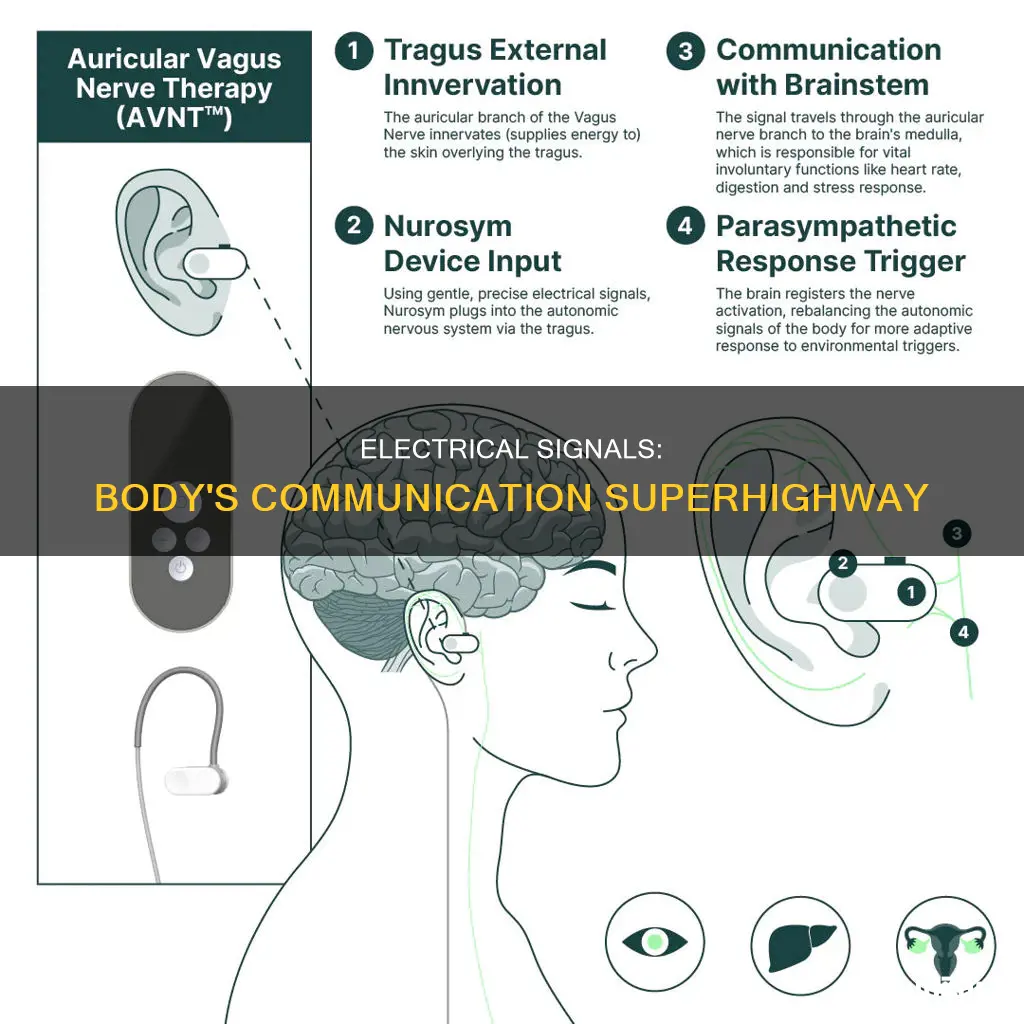 what do electrical signals in body do