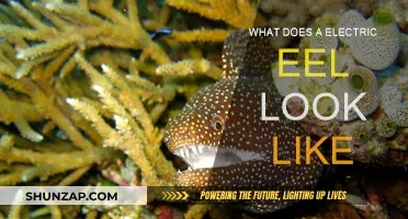 Electric Eels: Appearance, Features and Characteristics