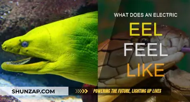 Electric Eel Encounter: What Does It Feel Like?