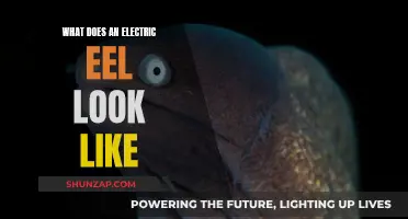 Electric Eels: Understanding Their Unique Physical Appearance