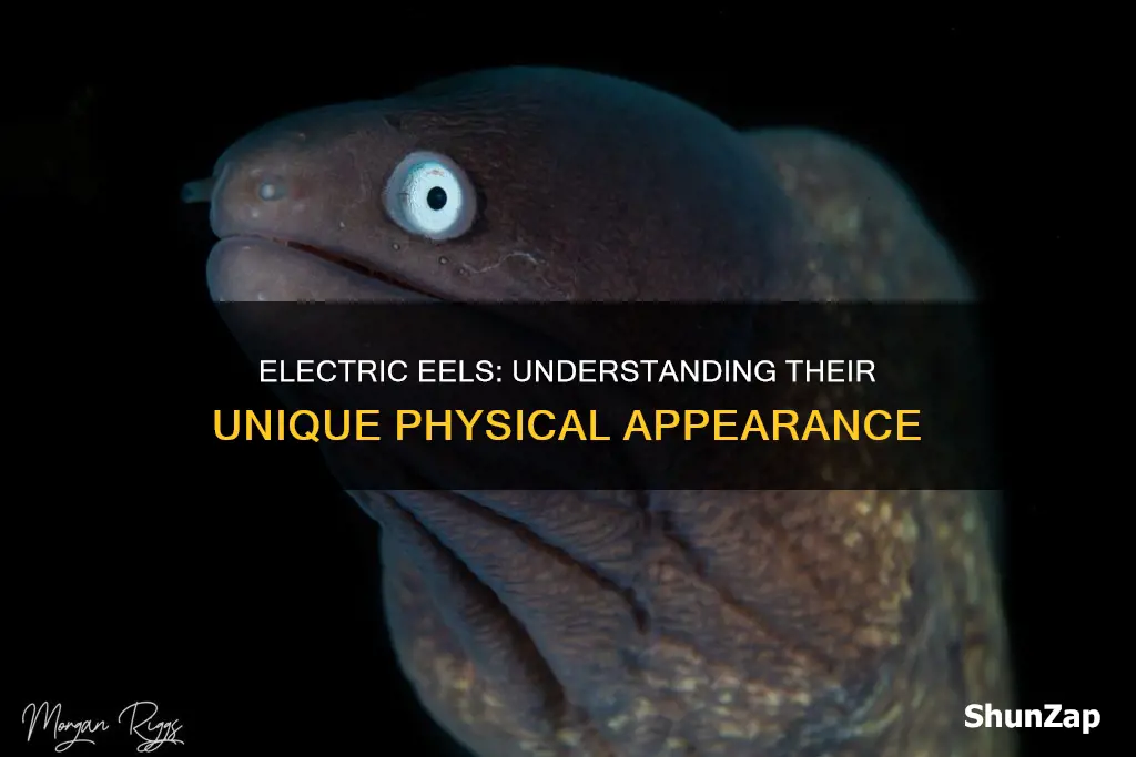 what does an electric eel look like