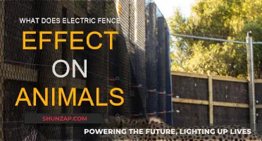 Electric Fences: Impact on Animals' Behavior and Welfare