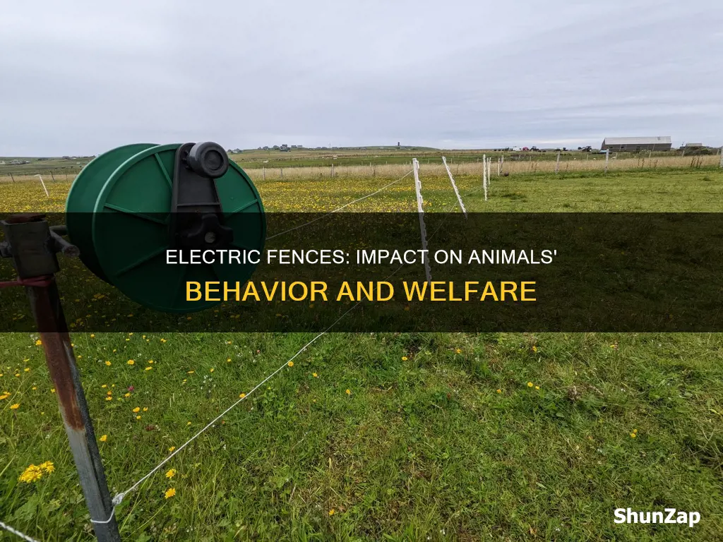 what does electric fence effect on animals
