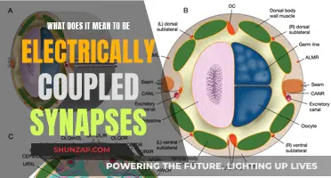 Electrical Coupling Synapses: Understanding Their Unique Connection