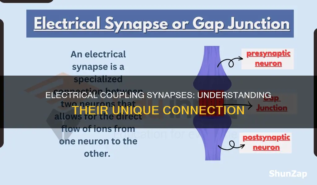 what does it mean to be electrically coupled synapses
