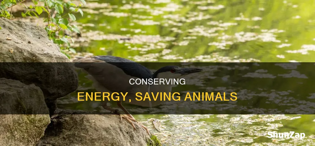 what does saving electricity help the animals
