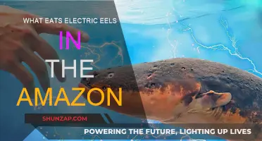Who Hunts the Hunters? Predators of Electric Eels in the Amazon